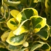 Euonymus japonicus aureo-marginatus - 