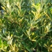 Euonymus japonicus 'Aureopictus'