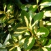 Euonymus japonicus 'Aureus'