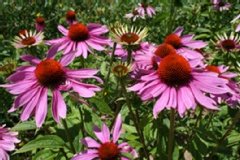 Rudbeckia 'magnus', Echinacée pourpre 'magnus'