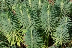 Euphorbe 'wulfenii', Euphorbe de corse, Euphorbe characias