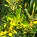 Euonymus japonicus 'Aureopictus'