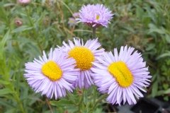 Erigéron de californie à grandes fleurs