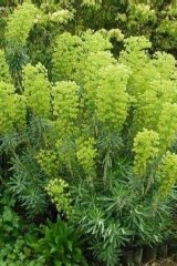 Euphorbe 'wulfenii', Euphorbe de corse, Euphorbe characias