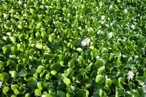 jardin botanique de Bordeaux