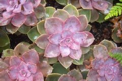 Echeveria 'gloire de nuremberg'