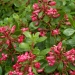 Escallonia 'Red Dream'