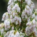 Bruyère en arbre 'pink joy', Bruyère blanche