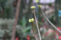 Euphorbia balsamifera