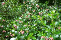 Escallonia floribunda