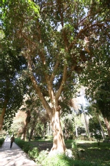 Ficus racemosa