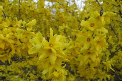 Mimosa de paris 'week-end', Forsythia 'week-end'