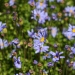 Pâquerette bleue, Agathéa, Aster du cap