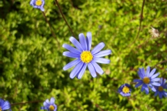 Pâquerette bleue, Agathéa, Aster du cap