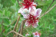 Photo de Feijoa sellowiana