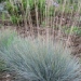 Festuca glauca 'Elijah Blue'