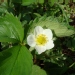 Fragaria X ananassa