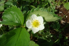 Fragaria X ananassa