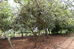 Photo de Feijoa sellowiana