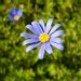 Pâquerette bleue, Agathéa, Aster du cap