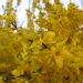 Forsythia X intermedia 'Lynwood'