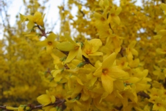 Forsythia de paris, Mimosa de paris 'lynwood', Forsythia, Forsythia 'lynwood'