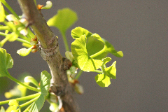 Ginkgo biloba