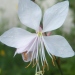 Gaura lindheimeri