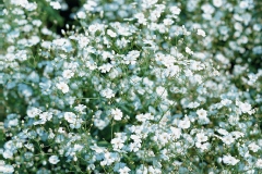 Gypsophile, Gypsophile 'roi des halles'