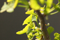 Ginkgo biloba