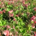 Geum rivale 'Leonard's Variety'