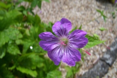 Geranium phaeum var.phaeum