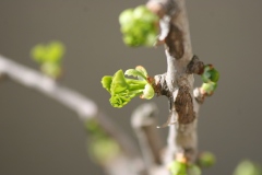 Ginkgo biloba