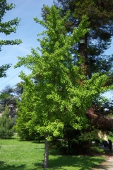 Ginkgo biloba