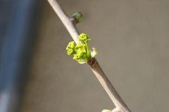 Ginkgo biloba