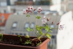 Geranium des balkans 'spessart'