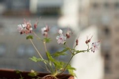 Geranium des balkans 'spessart'