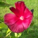 Hibiscus moscheutos 'disco Belle F1 Rouge'