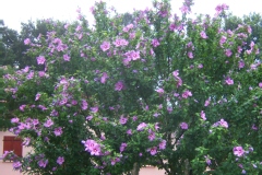 Hibiscus syriacus