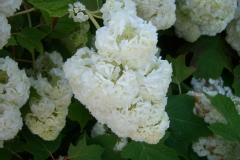 Hortensia à feuilles de chêne