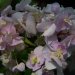 Hydrangea, Hortensia 'domotoi', Hydrangea 'domotoi', Hortensia