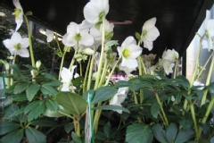 Hellebore, Ellebore