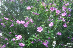 Hibiscus syriacus