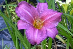 Hemerocallis 'Summer Wine'