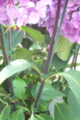 Hortensia à tige noire, Hydrangea, Hortensia