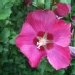 Mauve en arbre, Hibiscus de syrie, Ketmie des jardins 'woodbridge'