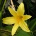 Hemerocallis minor, Hémérocalle