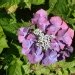 Hydrangea 'kardinal', Hydrangea, Hortensia 'kardinal', Hortensia