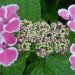 Hydrangea, Hortensia 'komochiana seruka', Hortensia