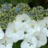 Hydrangea macrophylla 'Lanarth White'